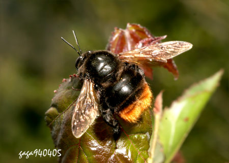 台湾绒木蜂  