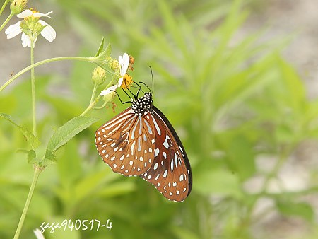 小紋青斑蝶