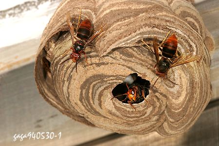 這個巢大約有8隻虎頭蜂，它是一個新巢。