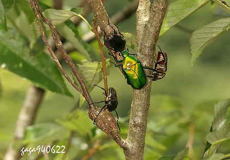 金豔騷金龜，與群集的褐豔騷金龜吸食樹液 