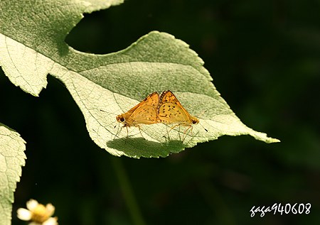 台灣黃斑弄蝶 交尾