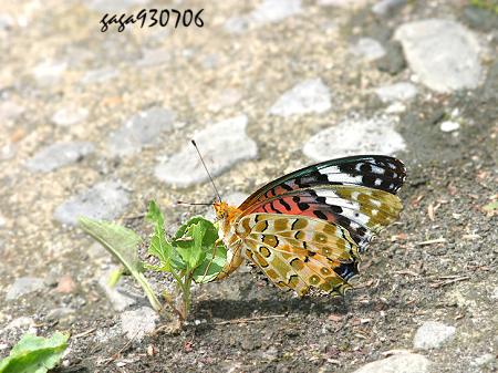 黑端豹斑蝶