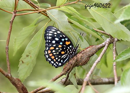 黃斑蛺蝶