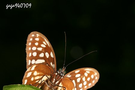 白條斑蔭蝶