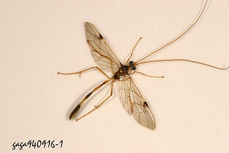 Leptophion maculipennis