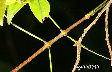 认识竹节虫