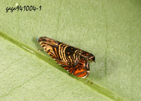 Charitographa mikadonis 