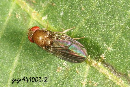 G Drosophila sp.