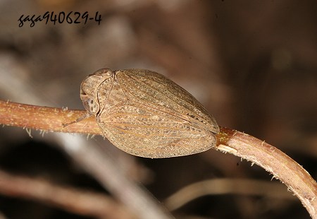  Gelastyrella  sp.