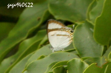 拉拉山鑽灰蝶
